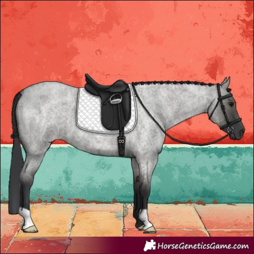 Horse Color:Grullo Roan