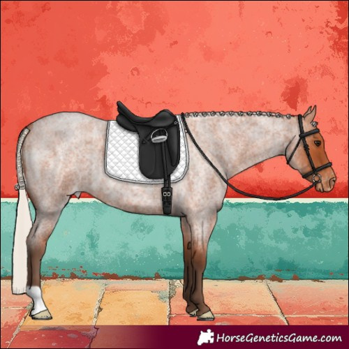 Horse Color:Silver Bay Roan Skewed LP Spotted 