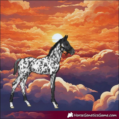 Horse Color:Black Skewed Appaloosa
