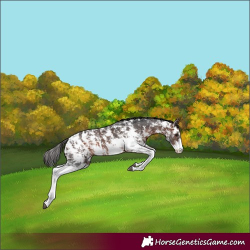 Horse Color:Brown Sabino Appaloosa