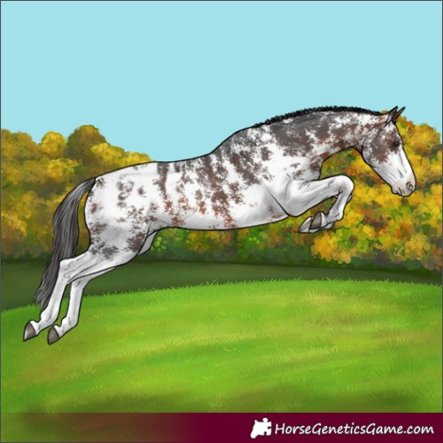 Horse Color:Brown Sabino Blanket 
