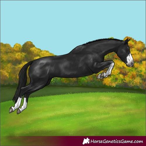 Horse Color:Gray Black 