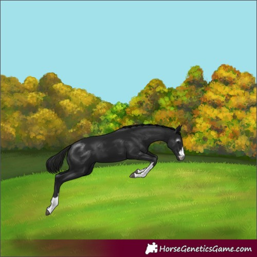 Horse Color:Gray Black