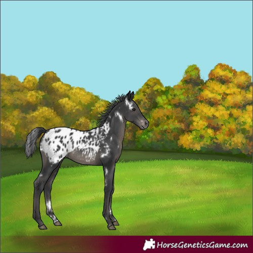 Horse Color:White Spotted Black Appaloosa