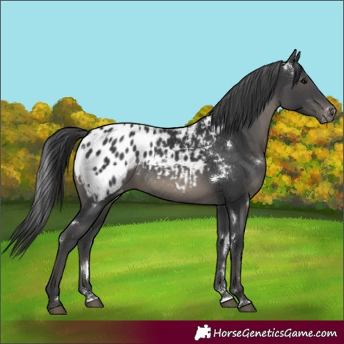 Horse Color:White Spotted Black Blanket 