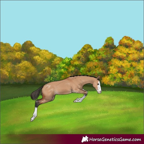 Horse Color:Bay Dun Splash 