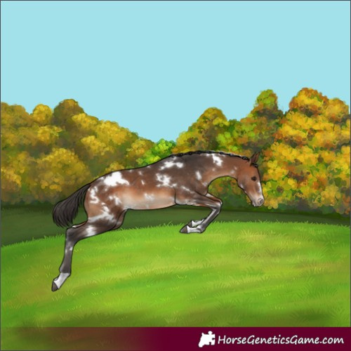 Horse Color:White Spotted Bay 
