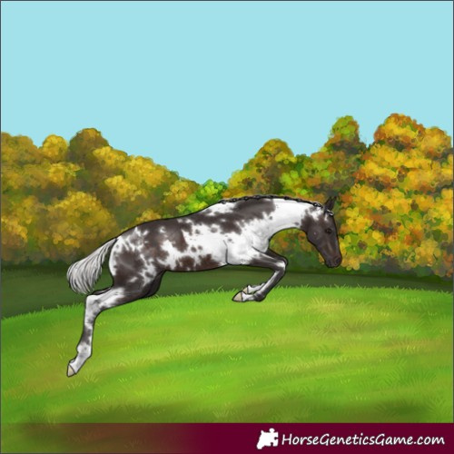 Horse Color:White Spotted Silver Brown