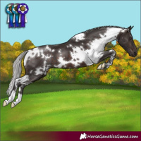Horse Color:White Spotted Silver Brown