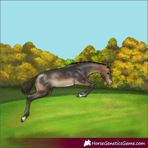 Horse Color:Buckskin 