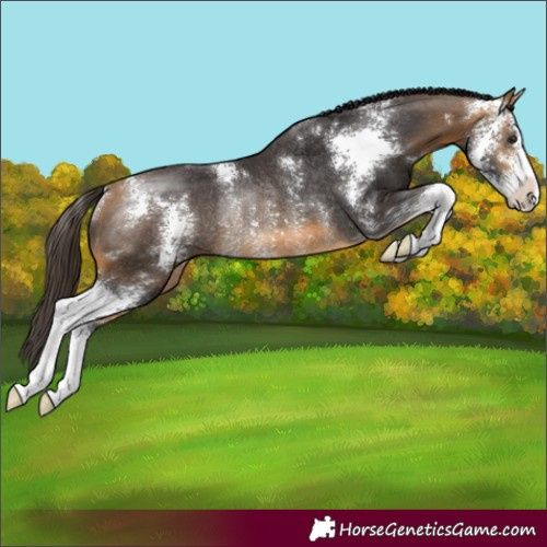 Horse Color:Buckskin Sabino Rabicano