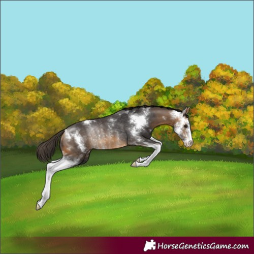 Horse Color:Buckskin Sabino Rabicano 