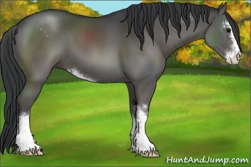 Horse Color:Black Sabino 