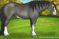 Horse Color:Black Sabino