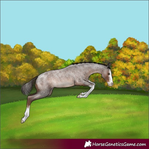 Horse Color:Liver Red Roan Sabino Splash 