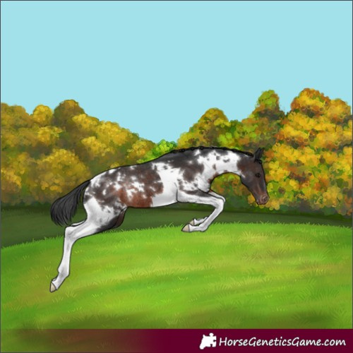 Horse Color:White Spotted Brown Tobiano Varnish Rabicano 