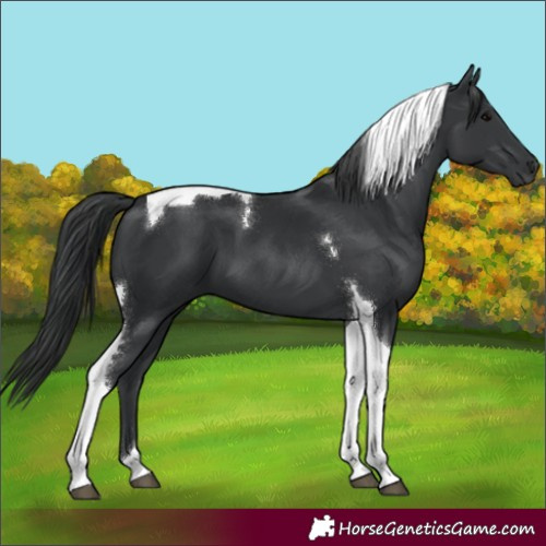 Horse Color:Black Tobiano 
