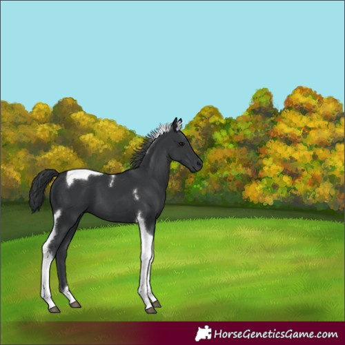 Horse Color:Black Tobiano