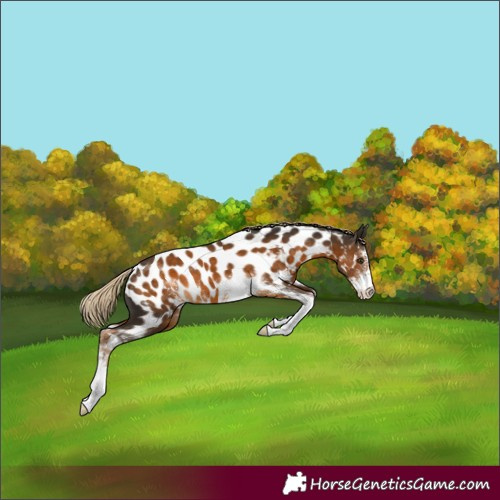 Horse Color:Chocolate Palomino Sabino Appaloosa