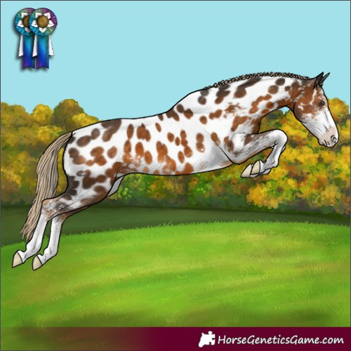 Horse Color:Chocolate Palomino Sabino Near Leopard 