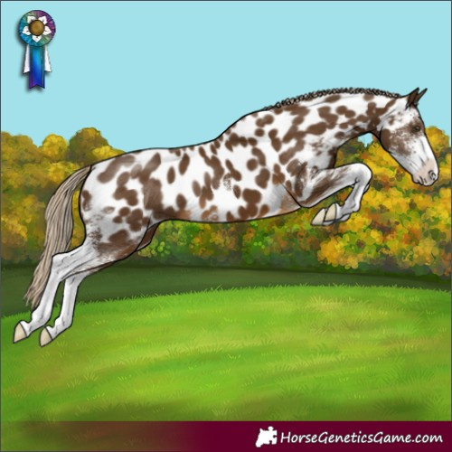 Horse Color:Chocolate Palomino Sabino Near Leopard 