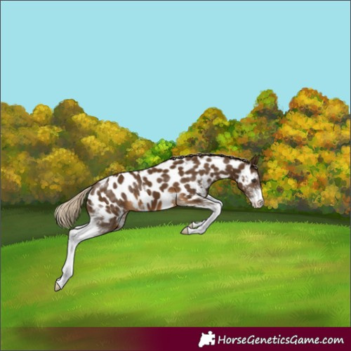 Horse Color:Chocolate Palomino Sabino Appaloosa 