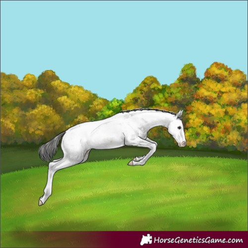 Horse Color:Buckskin Sabino Appaloosa