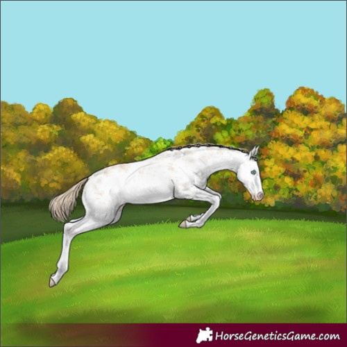 Horse Color:White Spotted Perlino Sabino 
