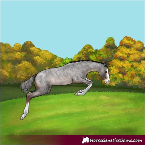 Horse Color:Liver Red Roan Splash 