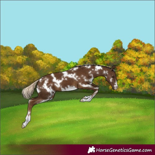 Horse Color:White Spotted Chocolate Palomino 