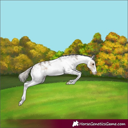 Horse Color:White Spotted Silver Smoky Black
