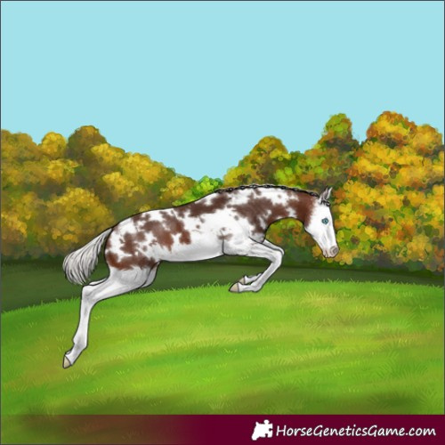 Horse Color:White Spotted Silver Brown Sabino Splash 