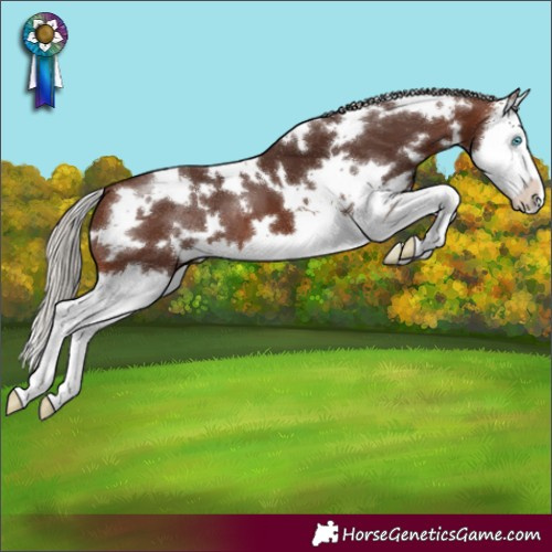 Horse Color:White Spotted Silver Brown Sabino Splash