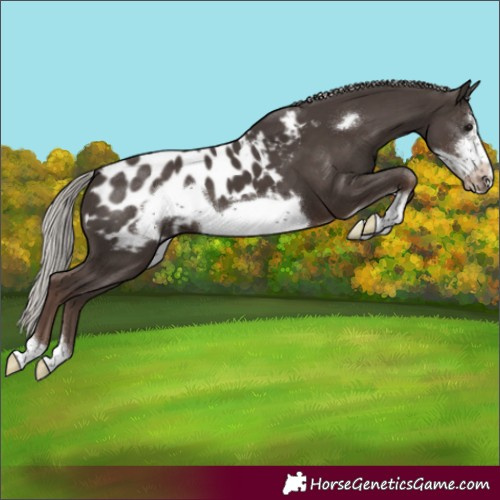 Horse Color:Silver Black Sabino Frame Blanket