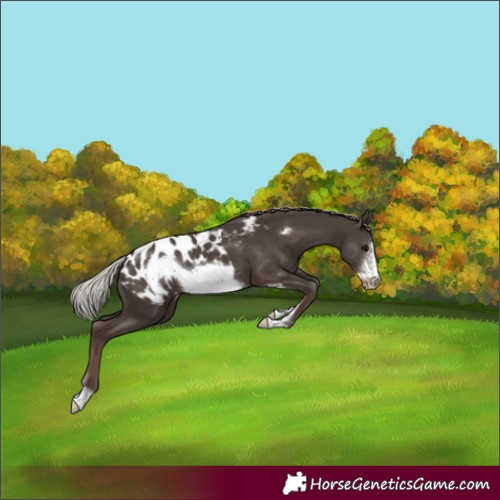 Horse Color:Silver Black Sabino Frame Appaloosa 