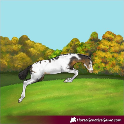 Horse Color:Buckskin Tobiano Frame Appaloosa 