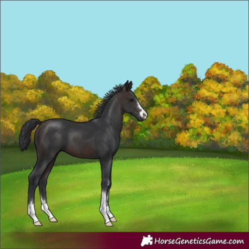 Horse Color:Brown 