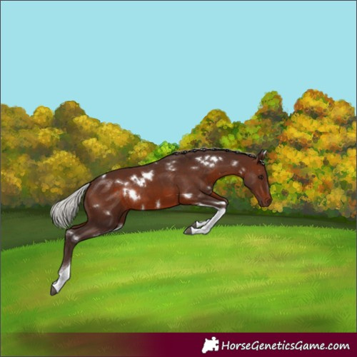 Horse Color:White Spotted Silver Brown Tobiano Rabicano