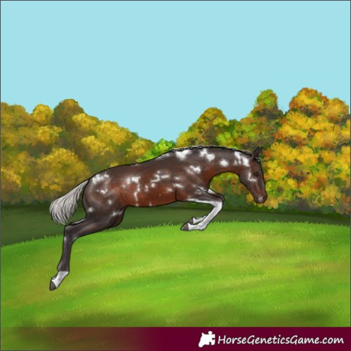 Horse Color:White Spotted Silver Brown Tobiano Rabicano 