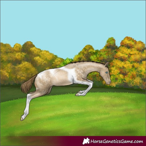 Horse Color:Buckskin Pearl Tobiano