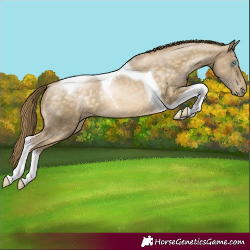 Horse Color:Buckskin Pearl Tobiano