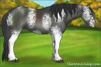 Horse Color:White Spotted Black 