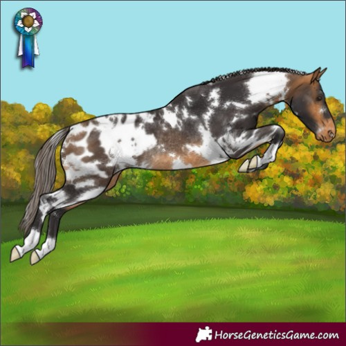 Horse Color:White Spotted Buckskin Blanket Rabicano