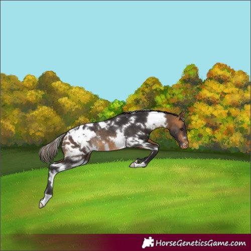Horse Color:White Spotted Buckskin Appaloosa Rabicano