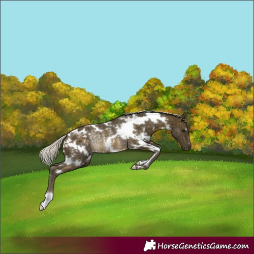 Horse Color:White Spotted Silver Buckskin Rabicano