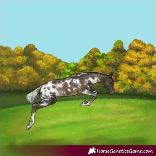 Horse Color:White Spotted Silver Buckskin Appaloosa Rabicano