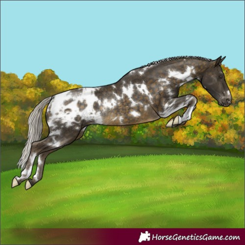 Horse Color:White Spotted Silver Buckskin Blanket Rabicano