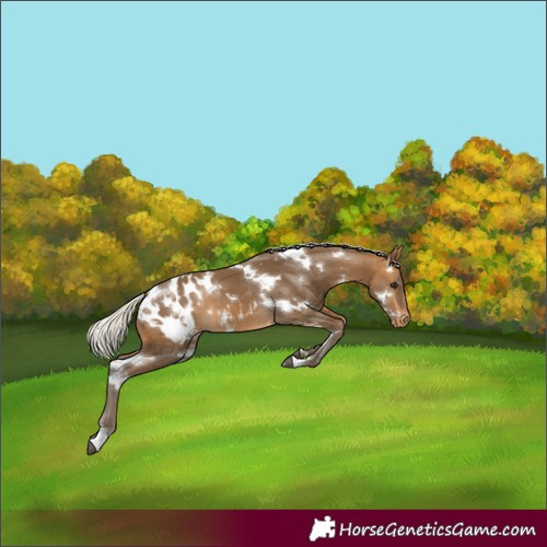 Horse Color:White Spotted Silver Buckskin Appaloosa 
