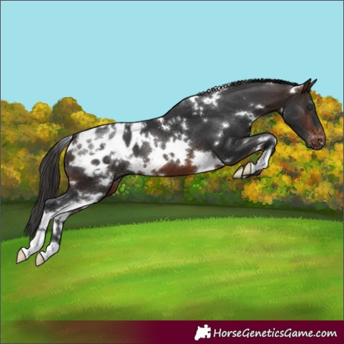 Horse Color:White Spotted Brown Blanket 