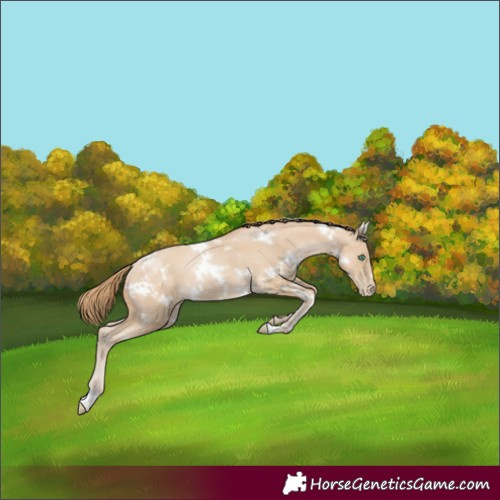 Horse Color:White Spotted Smoky Black Pearl